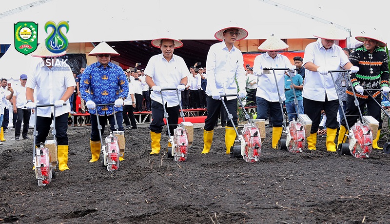 Peremajaan Sawit, Holding PTPN Tanam Padi Gogo Secara Tumpang Sari di  Berumbung  Baru, Siak