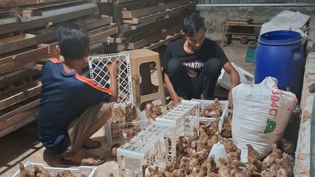 Terobosan Ketua RT di Pekanbaru, Sulap Lahan Tidur Jadi Peluang Bisnis Lewat Ternak Puyuh