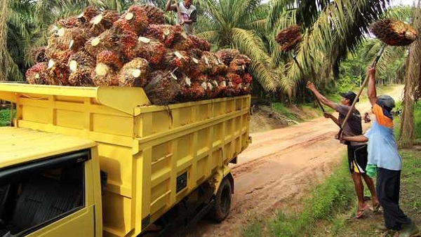 Harga Sawit Turun, Minggu Ini Rp2.431  Per Kilogram