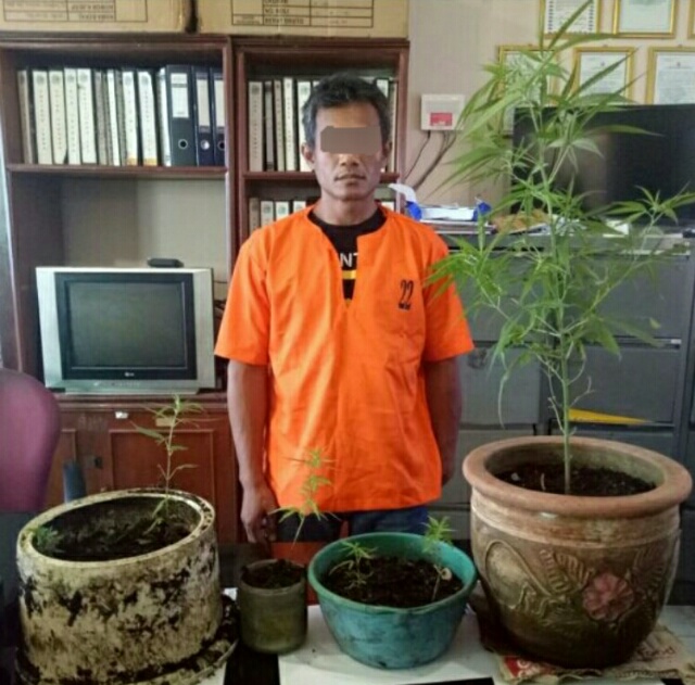 Tanam Ganja di Rumah, Pria di Inhil Ini Diciduk Polisi