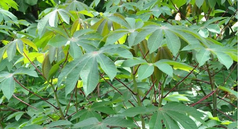 Jangan Sepelekan, Ini Manfaat Daun Singkong untuk Kesehatan yang Kamu Pasti Tidak Tahu...