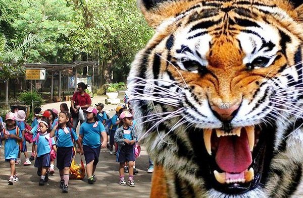 Nahas... Hendak Berfoto, Bocah Putri Alami Luka di Dada dan Punggung Usai Diterkam Harimau Benggala