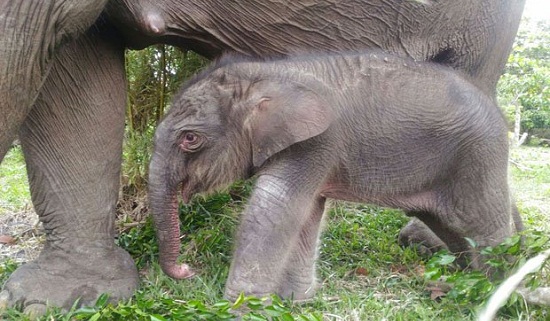 Lucunya... Satu Bayi Gajah Lahir di Flying Squad Gajah Tesso Nilo
