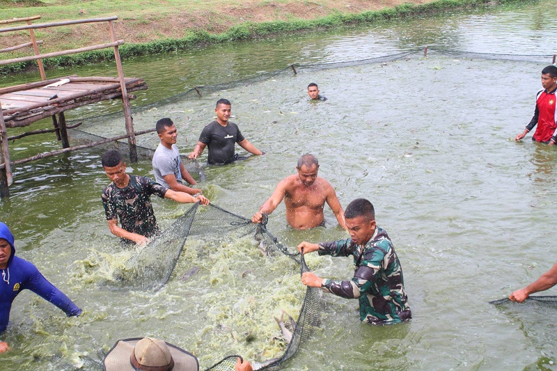 Penguatan Ketahanan Pangan, Yonif 132/BS Salo Lakukan Panen Ikan Patin
