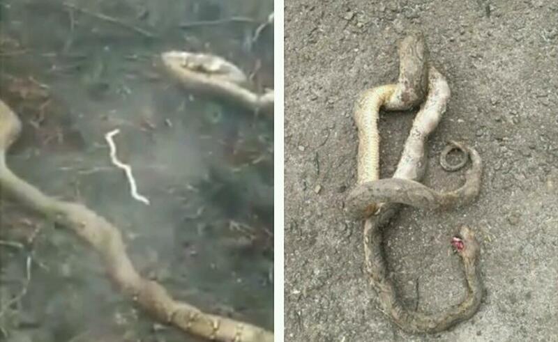Kasihan! Ular-ular Ditemukan Mati Akibat Kebakaran Hutan 