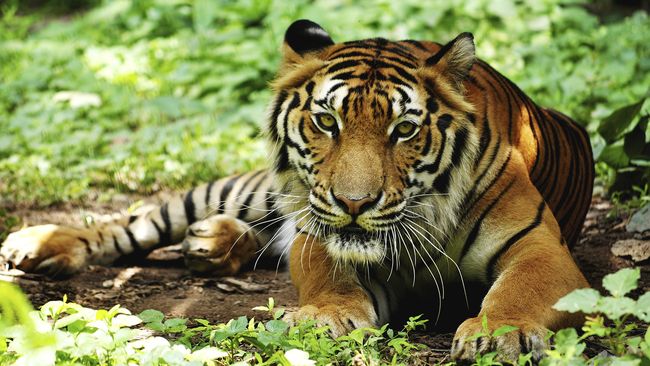 BURUAN...Populasi Harimau Tinggal 192 Ekor di Riau, Masih Ada yang Ingin Bunuh..?