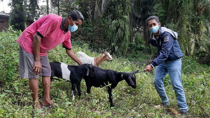 Bantuan Ternak Kambing dari PT MUP di Desa Sotol dan Penarikan Pelalawan Mulai Berkembang Biak