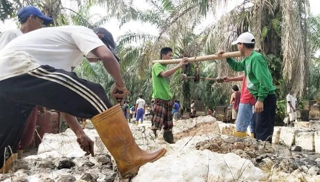Harga Karet Cuma Rp7000/Kg, Petani di Rohil: Mau Makan apa Kami Lagi?