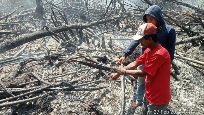 Polres Rohil Tangkap Pembakar Lahan, Diduga Akan Dijadikan Kebun Sawit