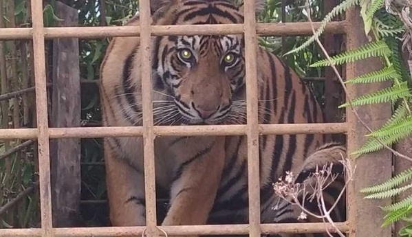 BKSDA Sudah Tangkap Dua  Ekor Harimau Sumatera di Solok, Tapi Perangkap Masih Tetap Dipasang...
