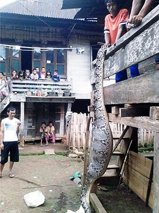 DIKIRA TELAN MANUSIA, Ehhh...Ular Piton Ini Rupanya Kekenyangan Usai Memangsa Babi Hutan
