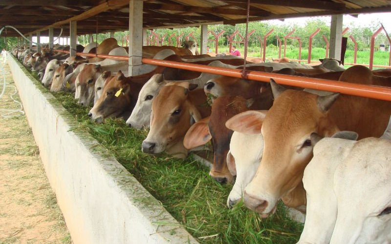 Pemprov Riau Siapkan Bantuan 350 Ekor Sapi 