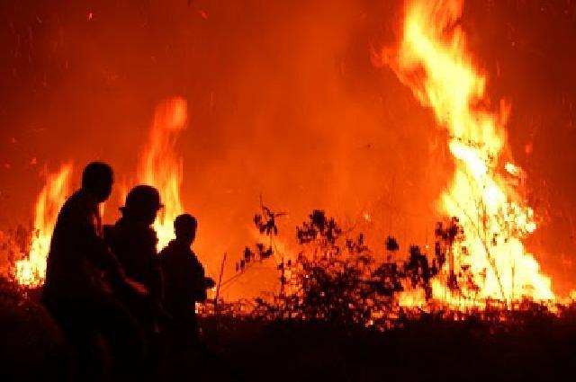 Jokowi Bilang Tak Ada Lagi Karhutla, Padahal di Riau  Luas Lahan yang Terbakar Capai 841 Hektare