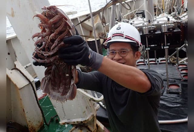 Ih Serem, LIPI Temukan Monster Kecoak di Selat Sunda, Ini Penampakannya
