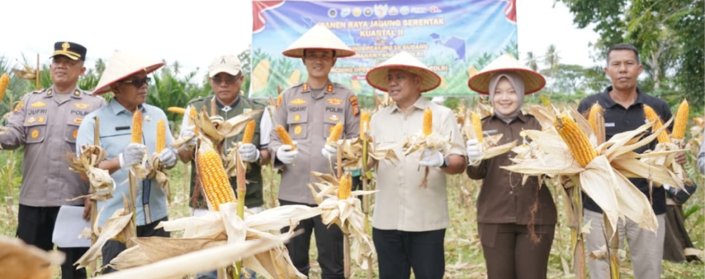 Panen Jagung Serentak Kuartal II 2026 di Banjar Guntung Tingkatkan Optimisme Petani dan Ketahanan Pangan
