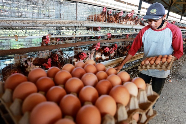 Harga Telur Naik, Ini Penjelasan Pemerintah