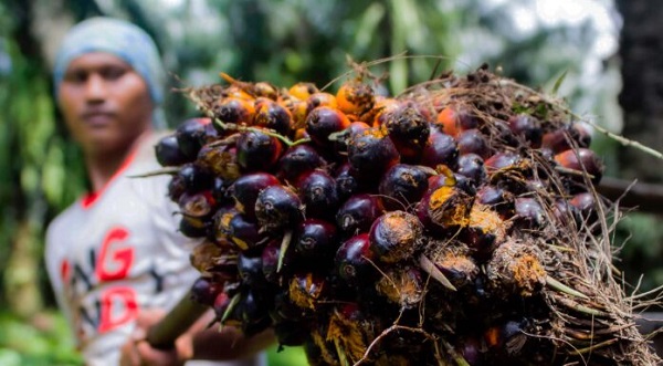 Minggu Ini, Harga TBS Sawit Turun, Segini Harga Per Kilogramnya...