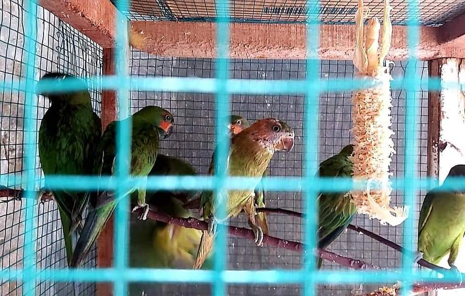 Kembali Terbang Bebas, BBKSDA Riau Lepasliarkan 14 Ekor Burung ke Habitatnya