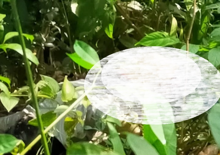Wanita  Muda Ditemukan Tewas di Semak  Kebun Karet di Batu Gajah