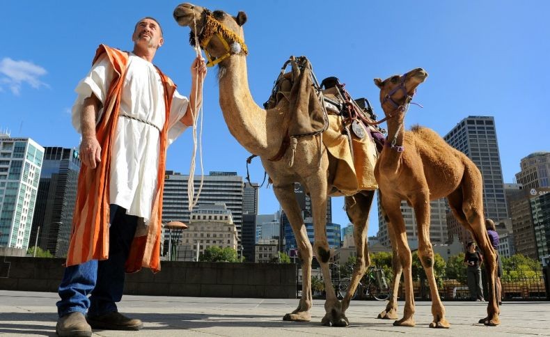 Alami Kekeringan Parah, Australia akan Bunuh 10.000 Unta dengan Ditembak dari Udara, Ini Alasannya