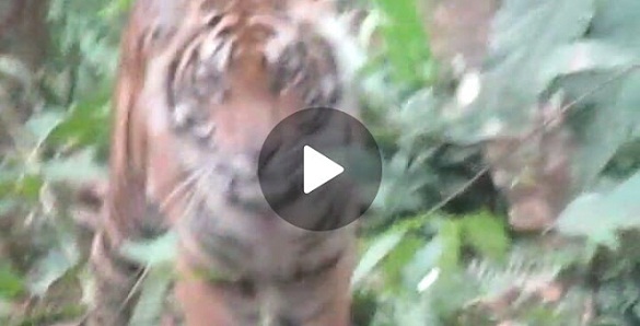 VIDEO Detik-detik Menegangkan Harimau Kelilingi Petugas BBKSDA dan Polisi di Pelangiran