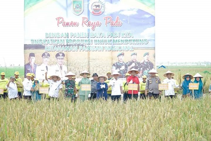 Bupati Afrizal Sintong Hadiri Panen Raya Padi Binaan Kodim 0321 Rohil