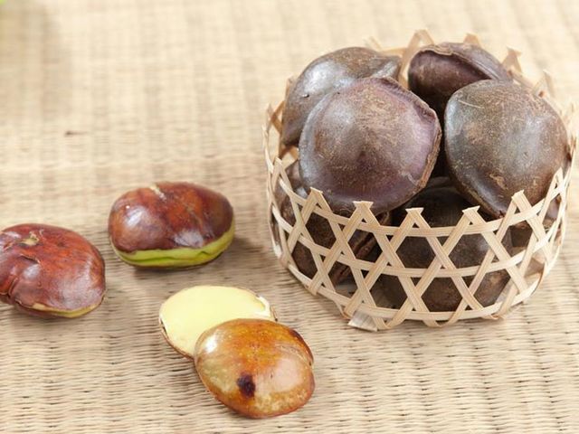 Begini Cara Masak Jengkol yang Lezat dan Bebas Bau