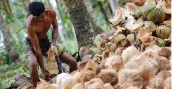 Harga Kelapa Rp400 Per Butir, Mahasiswa Inhil Minta Kepedulian Pemprov dan DPRD Riau