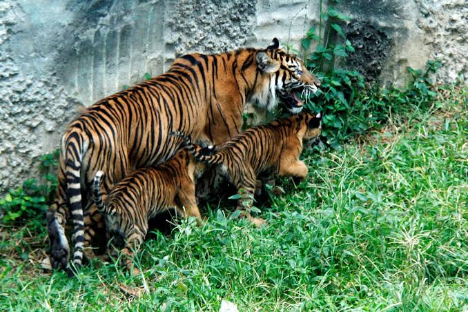 BBKSDA Riau dan WWF Rilis Rekaman Harimau Sumatera Punya Anak yang Baru Lahir