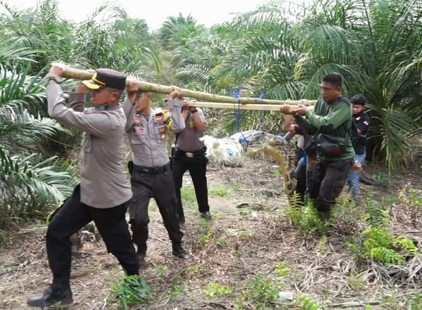 Buaya Sepanjang Hampir 3 Meter Ditangkap Saat Muncul di Kebun Masyarakat Palas  Pangkalan Kuras