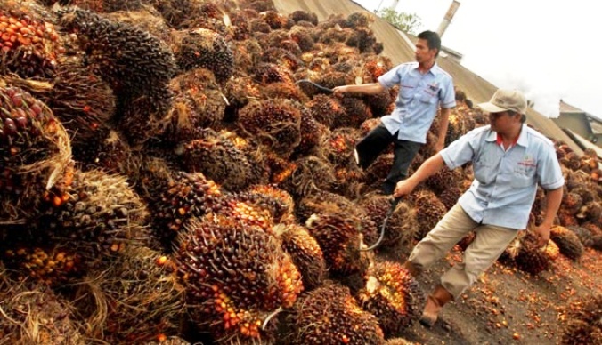 Alhamdulillah, Harga Sawit di Riau Naik Lagi