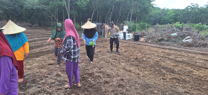 Bersama Masyarakat polsek benai tanam jagung Hibrida di banjar lopak