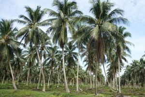 Daftar Harga Komoditi Perkebunan di Riau pada 12 April 2023