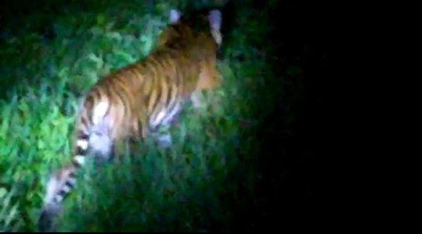 BKSDA Riau Turunkan Tim Mitigasi ke Lokasi Serangan Harimau di Teluk Meranti