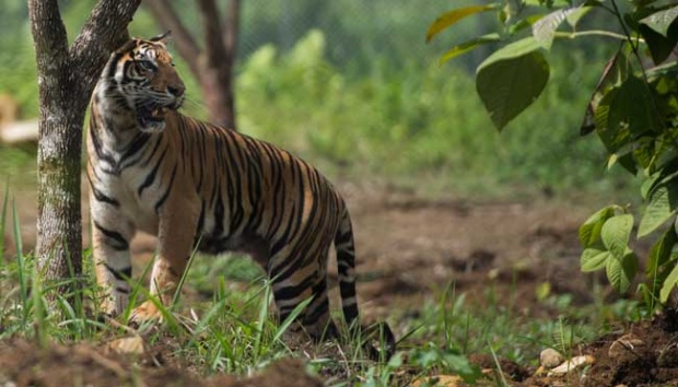 Harimau Terkam Sapi dan Kambing Peliharaan,  Warga Teluk Nibung Panik