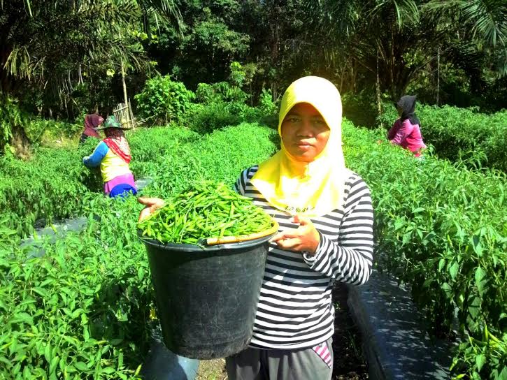 Berkah Ramadhan, Poktan Binaan RAPP di Desa Sungai Lipai Panen 6 Ton Cabai