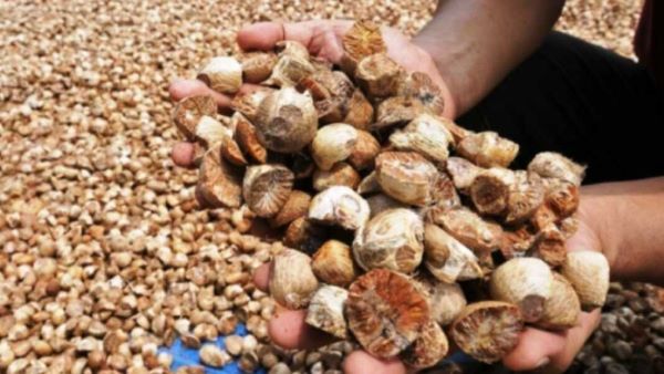 Harga Pinang Kering di Riau Jadi Rp5.839 per Kg
