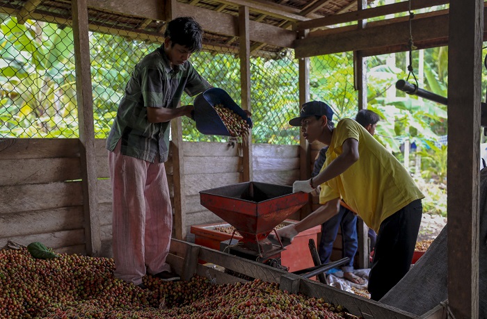 Desa Wisata Kedabu Rapat, Sajikan Sensasi Kopi Liberika di Pulau Terdepan