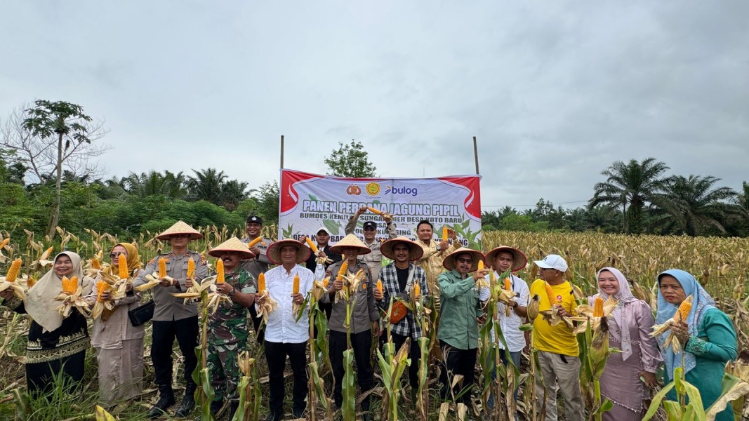 Polres Kuansing Melaksanakan Panen Perdana Jagung Pipil di Desa Koto Baru, Dukung Program Asta Cita Presiden RI