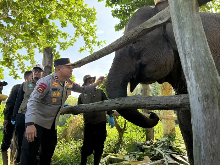 Bayi Gajah Baru Lahir di TNTN, Diberi Nama “Nona Seroja