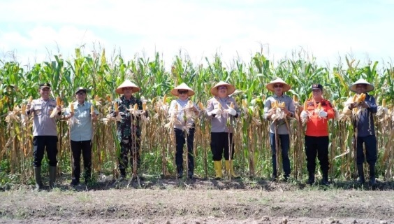 Bupati dan Kapolres Panen Raya Jagung Pipil di Teluk Samak