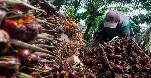 Dua Minggu Berturut-turut, Harga Sawit  di Riau  Merosot