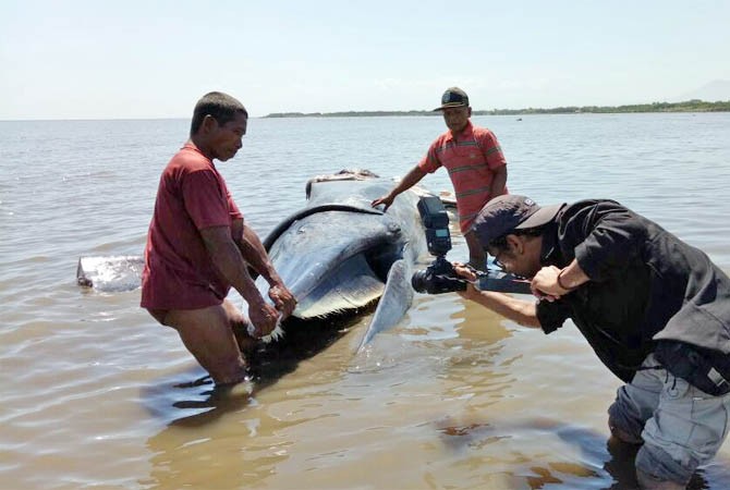 HEBOH...Nelayan Temukan Bangkai Ikan Paus, Mau Dijual Siripnya Tak Jadi karena Sudah Bau