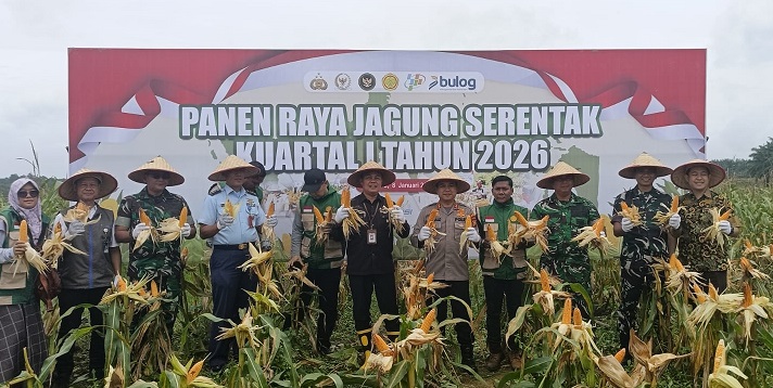 Polresta Pekanbaru Panen Jagung Pipil di Tenayan Raya