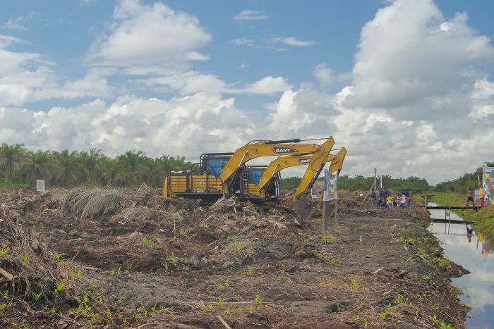 Riau Terima Dana Peremajaan Kebun Kelapa Sawit Rakyat 24 Hektar