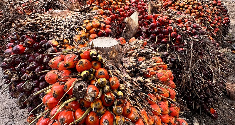 Minggu Ini Harga Sawit Turun Tipis, Rp3.866,97 Per Kilogram.