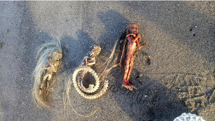 Berambut Pirang, Bertaring dan Perawakan Menakutkan, Warga  Temukan Tiga Jenglot di Tepi Pantai, Satu  Berbadan Ular