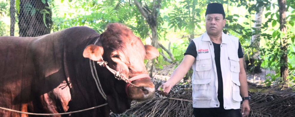 Serahkan Sapi Bantuan Presiden di Inuman, Suhardiman:  Bagikan pada Rakyat Tak Mampu