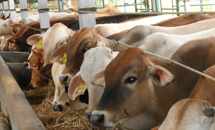 Siapkan Tenaga Ekstra, Masjid Raya Senapelan Sembelih Sapi Kurban Berbobot 750 Kg