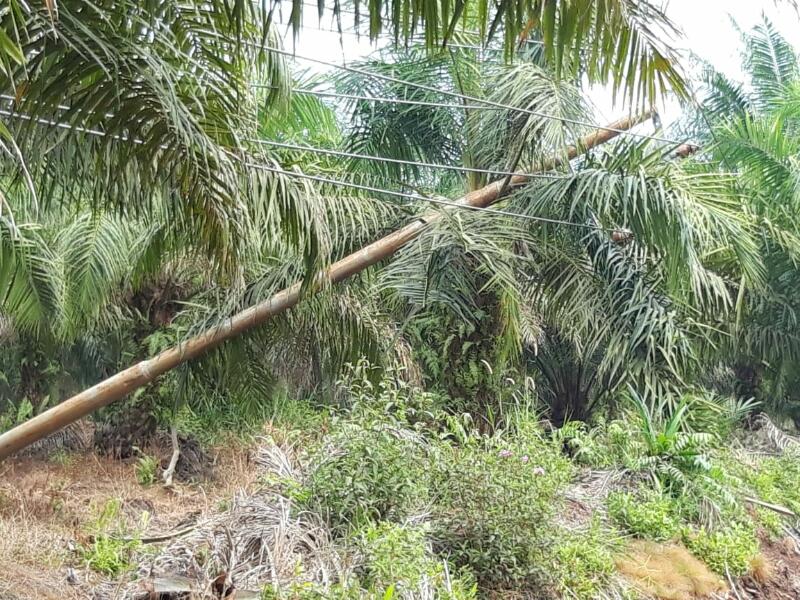 Awas Tersengat Listrik Tengangan Tinggi, di Langgam Tiang PLN Bertumbangan